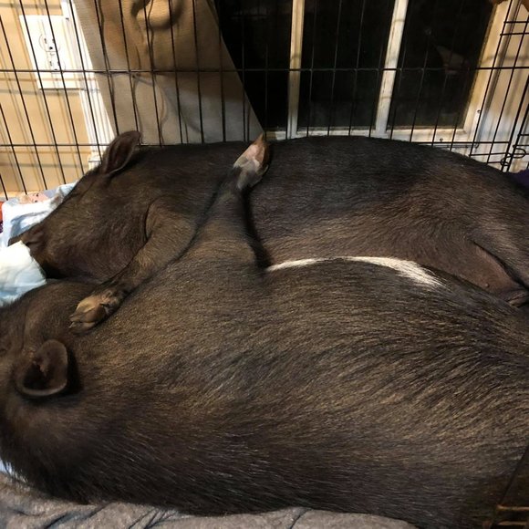 ❤Southern Oaks Sanctuary-All Sales Support our Non-Profit❤ - Picture 9 of 16